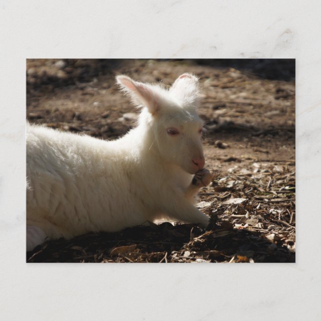 Albino Wallaby Postcard (Front)