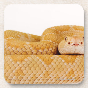 Albino Western diamondback rattlesnake (Crotalus A Coaster