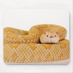 Albino Western diamondback rattlesnake (Crotalus A Mouse Mat
