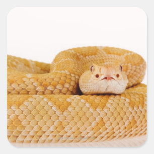 Albino Western diamondback rattlesnake (Crotalus A Square Sticker