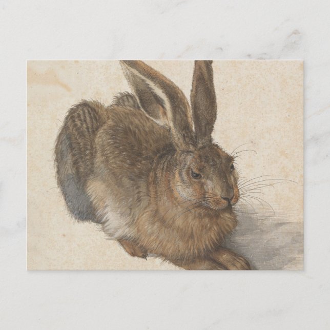 Albrecht Dürer - Hare Postcard (Front)