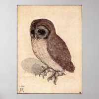 Albrecht Durer Little Owl