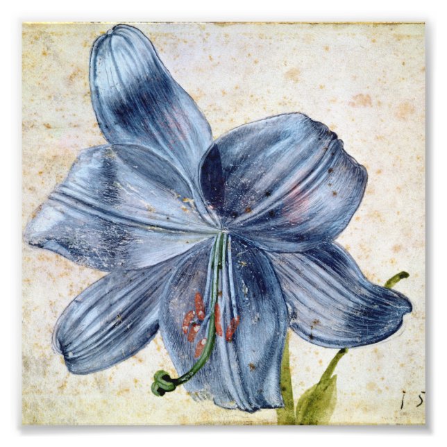 Albrecht Durer - Study Of A Lily Photo Print (Front)