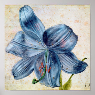 Albrecht Durer - Study Of A Lily Poster
