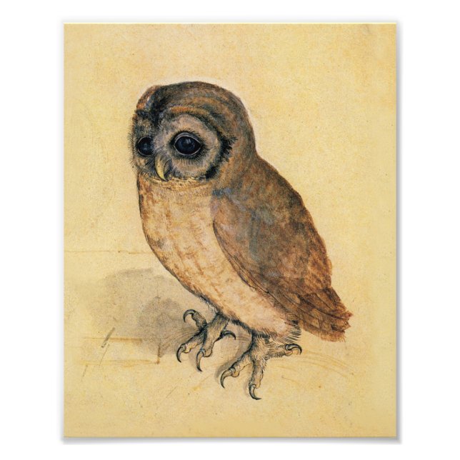 Albrecht Durer The Little Owl Photo Print (Front)