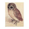 Albrecht Durer The Little Owl Postcard