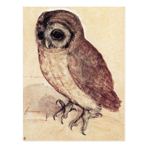 Image of Albrecht Durer The Little Owl Postcard