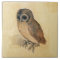 Albrecht Durer The Little Owl