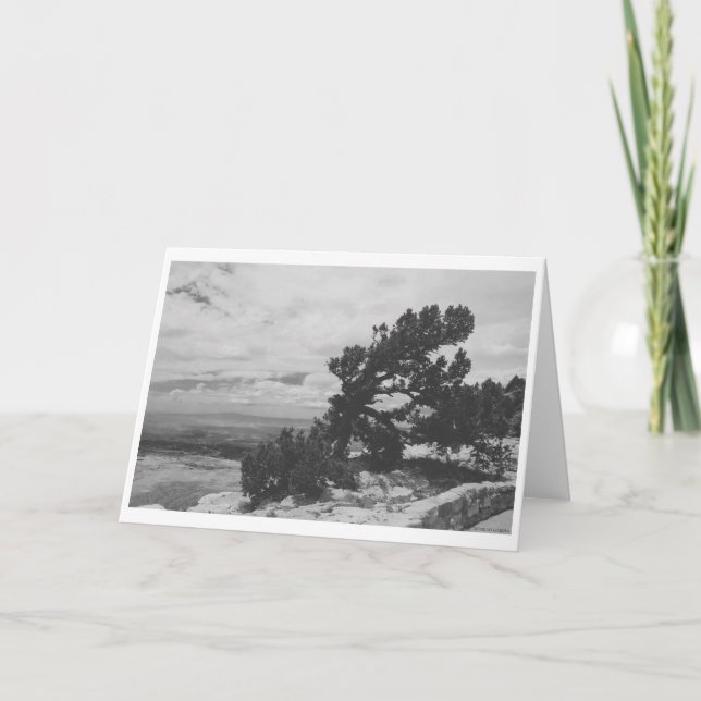 "ALBUQUERQUE LOOKOUT" CARD (Front)