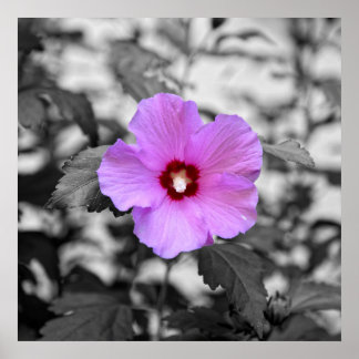 Alcea rosea poster