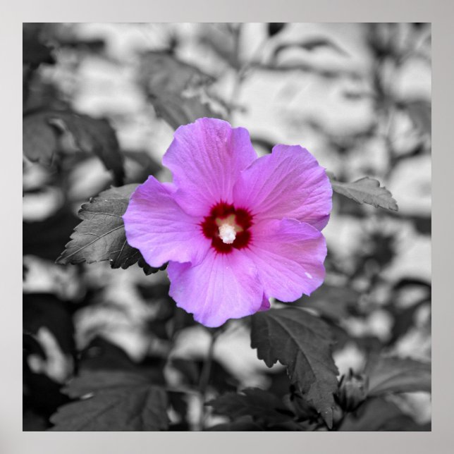 Alcea rosea poster (Front)