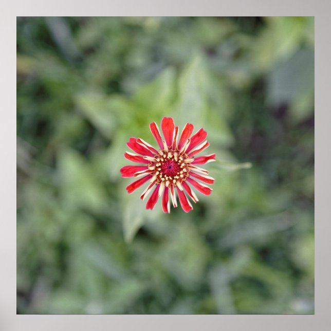 Alcea rosea red white poster (Front)