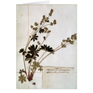 Alchemilla, from a Herbarium
