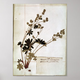Alchemilla, from a Herbarium Poster