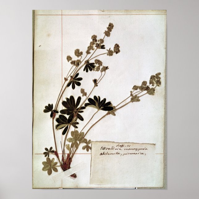 Alchemilla, from a Herbarium Poster (Front)