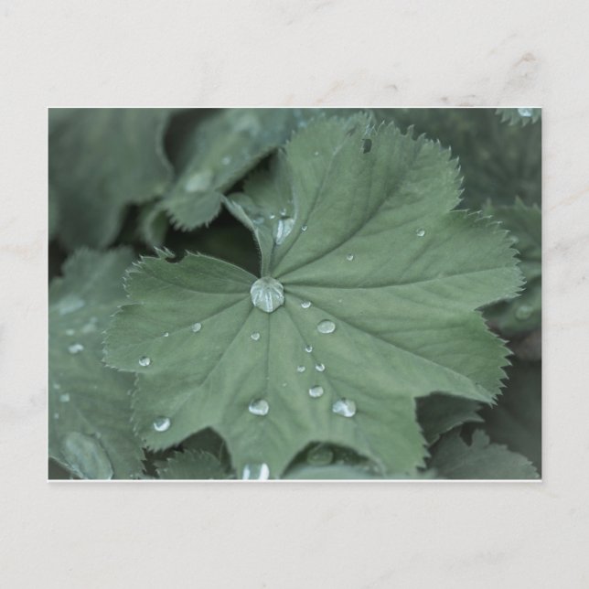 alchemilla postcard (Front)
