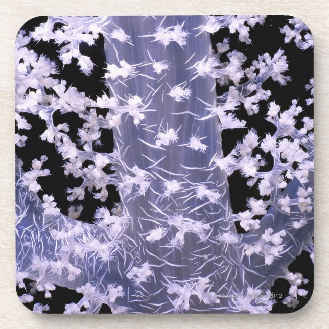 Alcyonarian Coral (Dendronephthya sp.) Coaster (Front)