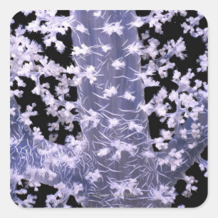 Alcyonarian Coral (Dendronephthya sp.) Square Sticker