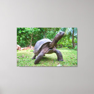 Aldabra giant tortoise canvas print