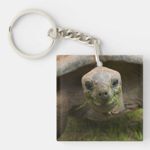 Aldabra Tortoise Feeding Key Ring