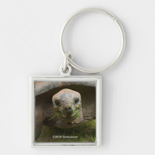 Aldabra Tortoise Feeding Key Ring