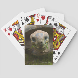 Aldabra Tortoise Feeding Playing Cards