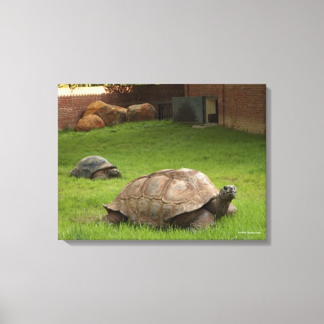 Aldabra Tortoises in Grass Canvas Print (Front)