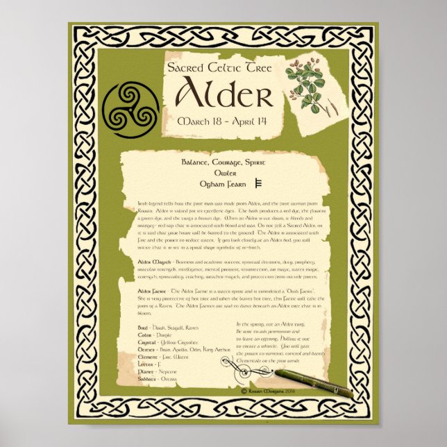 ALDER CELTIC SACRED TREE POSTER (Front)