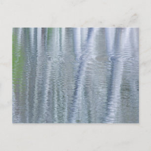 Alder Trees   Bainbridge Island, WA Postcard