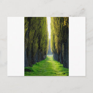 ALEJAWroclaw Poland Postcard