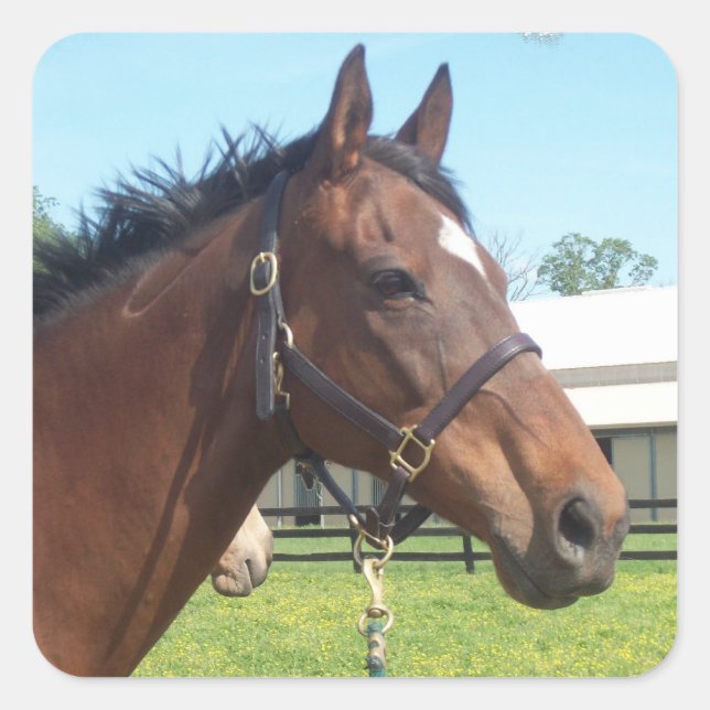 Alert Arab Horse Stickers (Front)