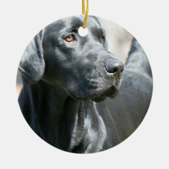 Alert Black Labrador Retriever Dog Ornament (Front)