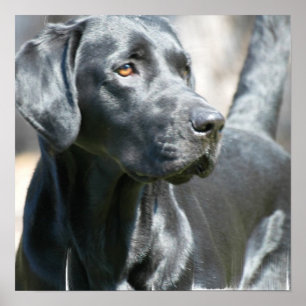 Alert Black Labrador Retriever Dog Poster