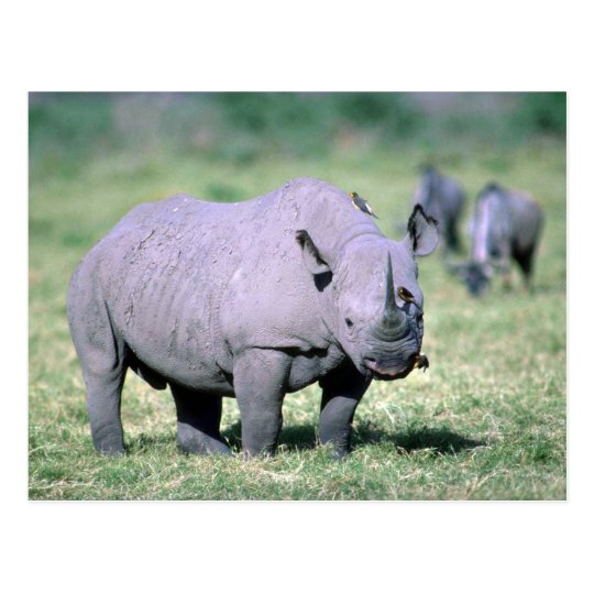 Alert Black Rhino Postcard
