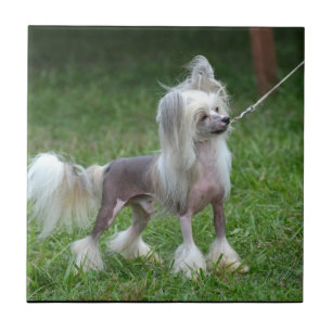 Alert Chinese Crested Dog Tile