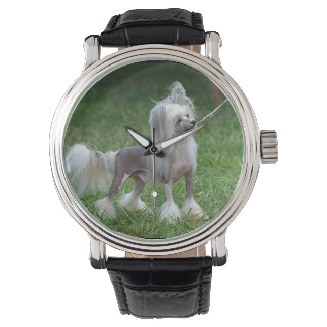 Alert Chinese Crested Dog Watch (Front)