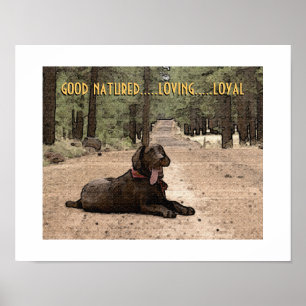 Alert Chocolate Lab On A Forest Trail Custom Text Poster