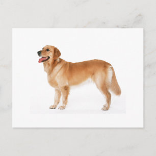 Alert Golden Retriever Postcard