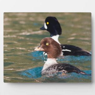 Alert Goldeneye Plaque