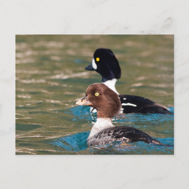 Alert Goldeneye Postcard (Front)