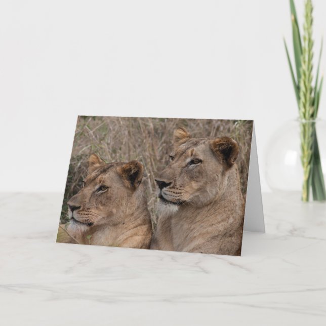 Alert Lionesses Card (Front)