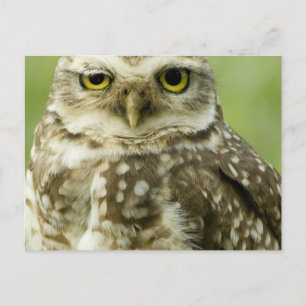 Alert Owl Postcard
