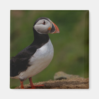 Alert Puffin Magnet