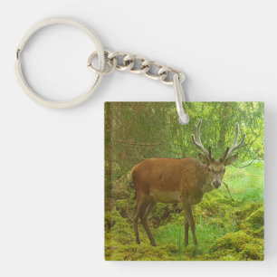 Alert Red Deer Stag Wildlife Nature Scotland Key Ring