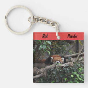 Alert Red Panda in a zoo Key Ring