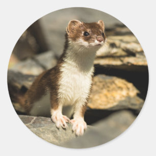 Alert Weasel Classic Round Sticker