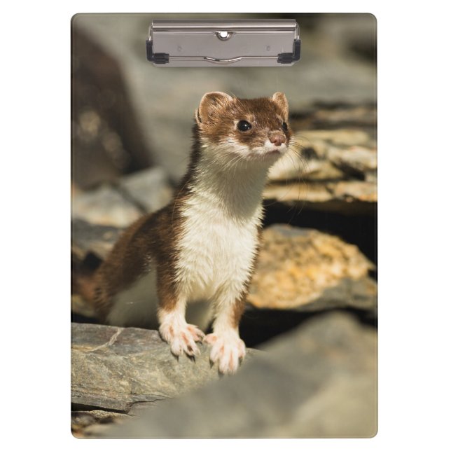 Alert Weasel Clipboard (Front)