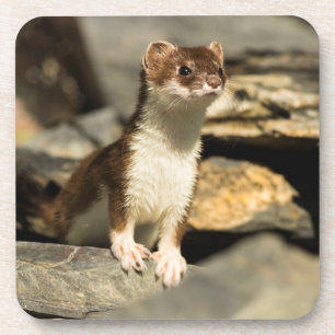 Alert Weasel Coaster