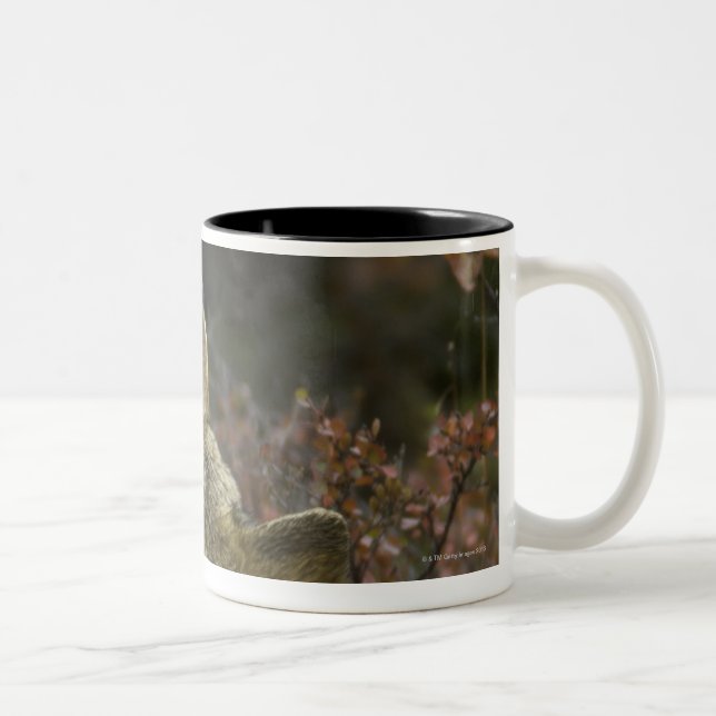 Alert young Grey wolf (Canis lupus) sniffing Two-Tone Coffee Mug (Right)