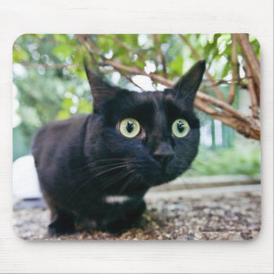 alerted cat hiding under bush. mouse mat